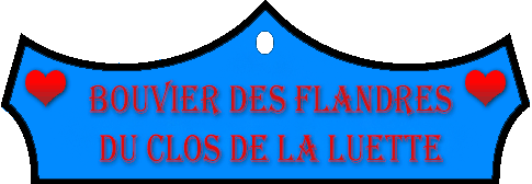 SITE WEB ELEVAGE DU CLOS DE LA LUETTE SPECIALISE POUR LE BOUVIER DES FLANDRES © COPYRIGHT DEPOSE